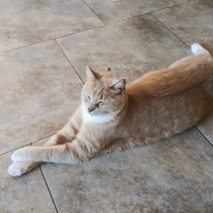 Meet your Posher, Jean